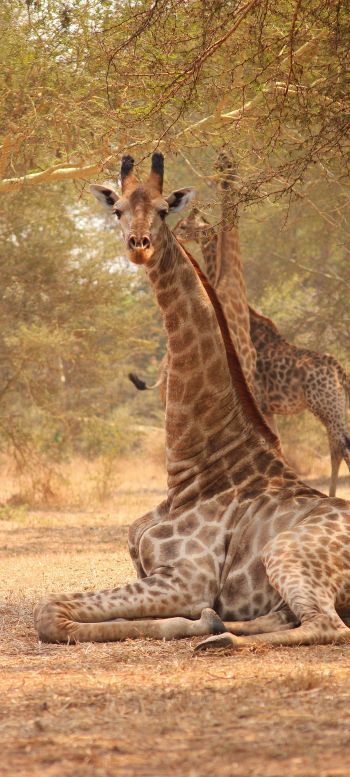 Обои 1440x3200 жираф, Малави