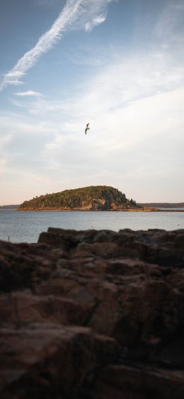 island in the lake, bird flight Wallpaper 1080x2340