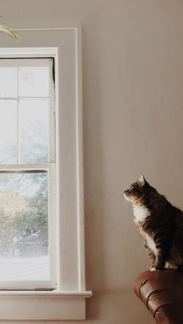 pet, cat Wallpaper 640x1136