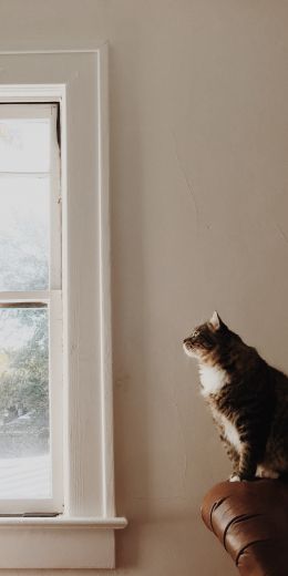 pet, cat Wallpaper 720x1440