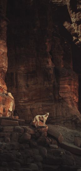 Petra, Jordan Wallpaper 1080x2280