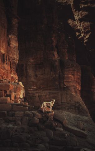 Petra, Jordan Wallpaper 3797x6000