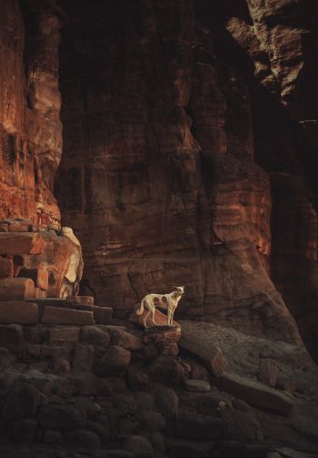 Petra, Jordan Wallpaper 1640x2360