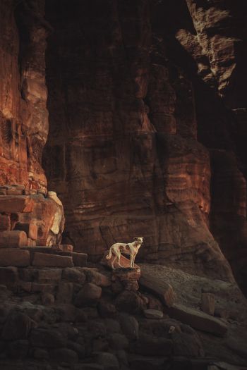 Petra, Jordan Wallpaper 640x960