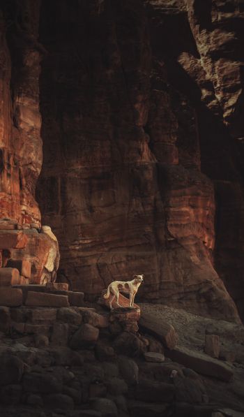 Petra, Jordan Wallpaper 600x1024