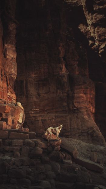 Petra, Jordan Wallpaper 1440x2560