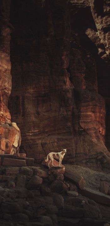 Petra, Jordan Wallpaper 1080x2220