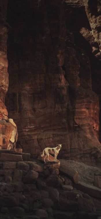 Petra, Jordan Wallpaper 1125x2436