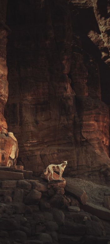 Petra, Jordan Wallpaper 720x1600