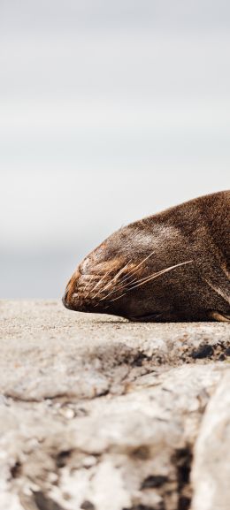 seal, South Africa Wallpaper 1440x3200