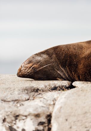 seal, South Africa Wallpaper 1668x2388