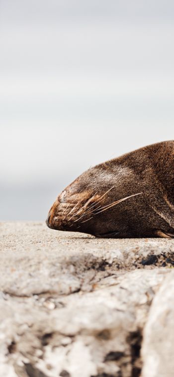 seal, South Africa Wallpaper 1080x2340