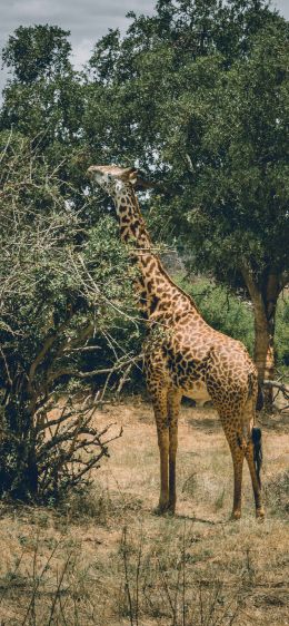 Обои 828x1792 Восточный национальный парк Цаво, Китуи, Кения