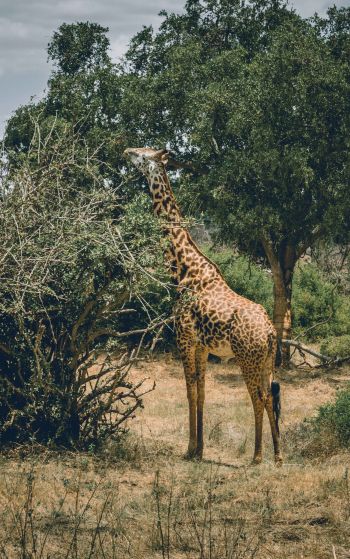 Обои 1752x2800 Восточный национальный парк Цаво, Китуи, Кения