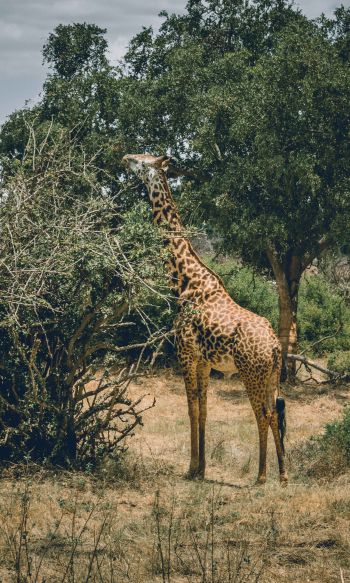 Обои 1200x2000 Восточный национальный парк Цаво, Китуи, Кения