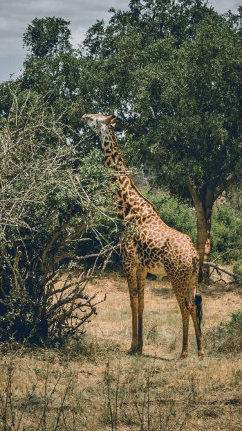 Обои 750x1334 Восточный национальный парк Цаво, Китуи, Кения