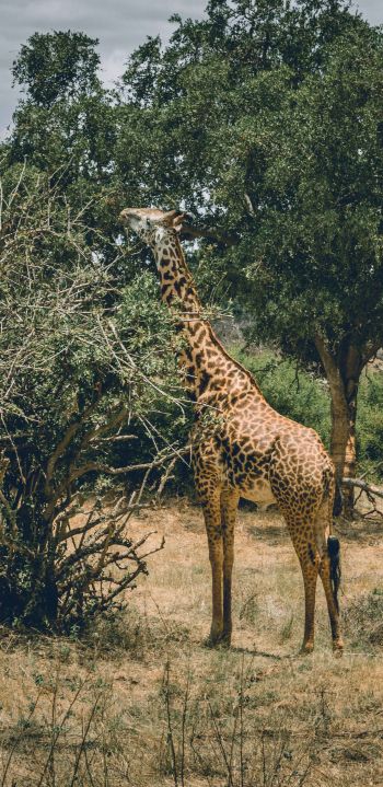 Обои 1440x2960 Восточный национальный парк Цаво, Китуи, Кения