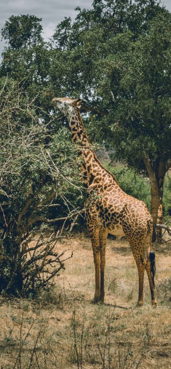 Обои 828x1792 Восточный национальный парк Цаво, Китуи, Кения