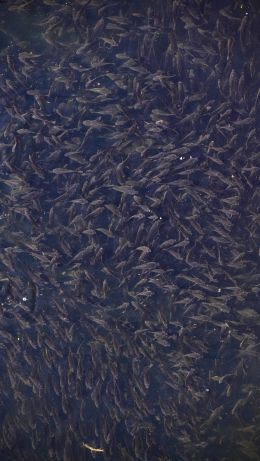 flock of fish, over water Wallpaper 640x1136