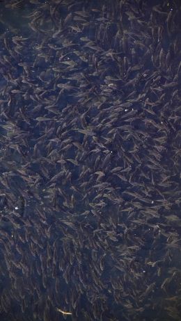 flock of fish, over water Wallpaper 1440x2560
