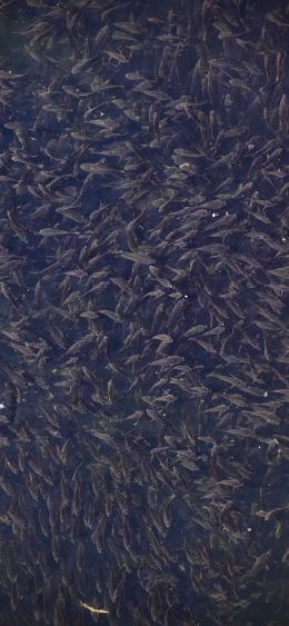 flock of fish, over water Wallpaper 1080x2340