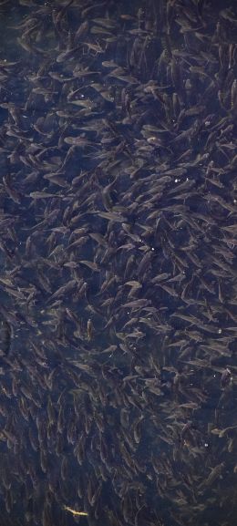 flock of fish, over water Wallpaper 1080x2400