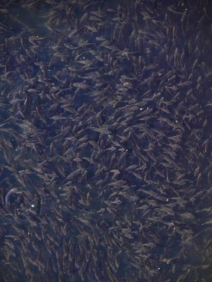 flock of fish, over water Wallpaper 2048x2732