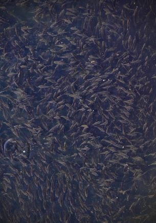 flock of fish, over water Wallpaper 1668x2388
