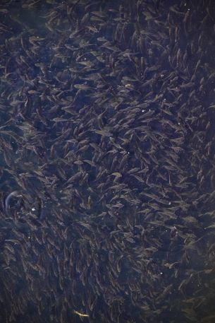 flock of fish, over water Wallpaper 4000x6000