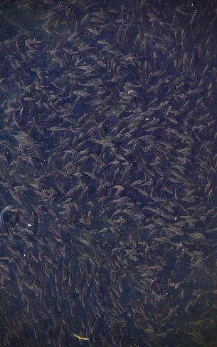 flock of fish, over water Wallpaper 1752x2800
