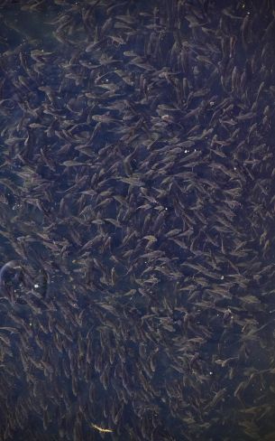 flock of fish, over water Wallpaper 800x1280