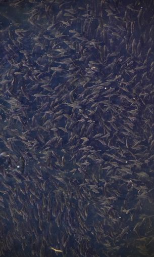 flock of fish, over water Wallpaper 1200x2000