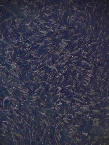 flock of fish, over water Wallpaper 1668x2224