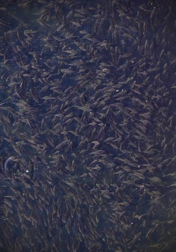 flock of fish, over water Wallpaper 1668x2388