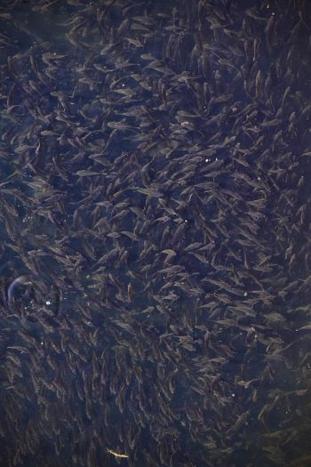 flock of fish, over water Wallpaper 640x960