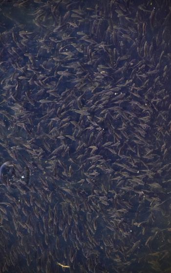 flock of fish, over water Wallpaper 1752x2800
