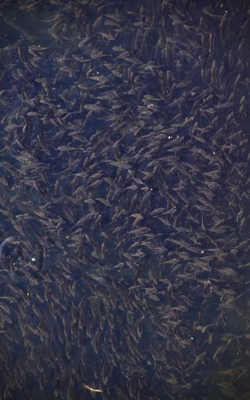 flock of fish, over water Wallpaper 1600x2560