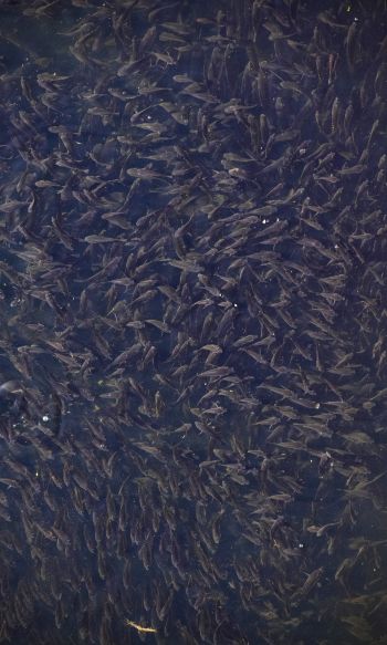 flock of fish, over water Wallpaper 1200x2000