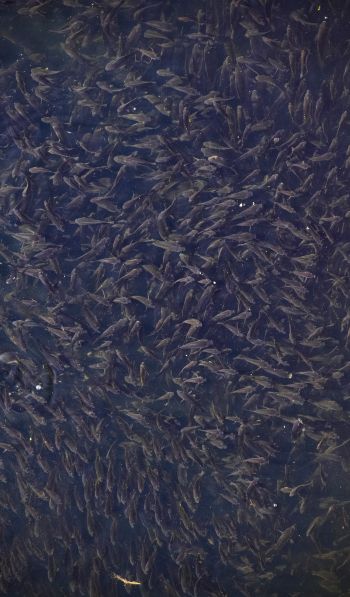 flock of fish, over water Wallpaper 600x1024