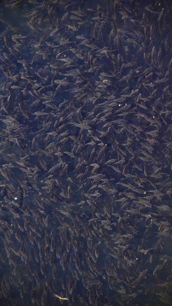 flock of fish, over water Wallpaper 640x1136