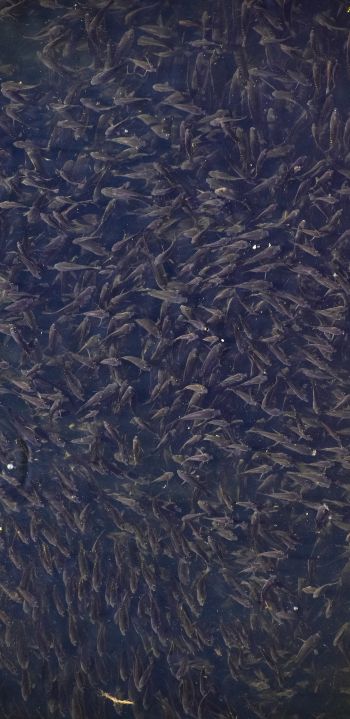 flock of fish, over water Wallpaper 1440x2960