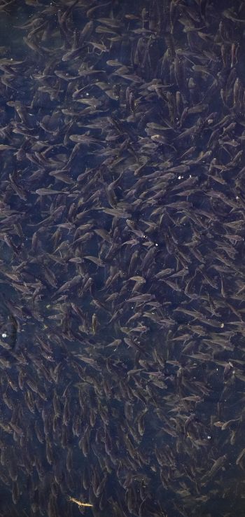 flock of fish, over water Wallpaper 1080x2280