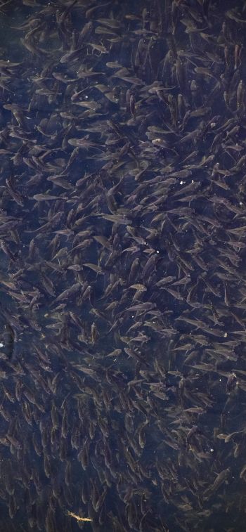 flock of fish, over water Wallpaper 828x1792