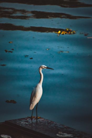 egret, lake Wallpaper 640x960