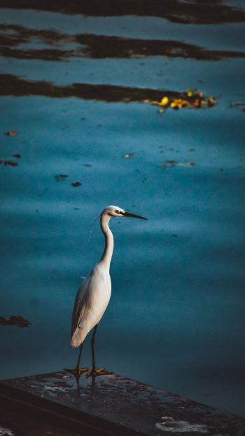 egret, lake Wallpaper 640x1136
