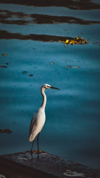 egret, lake Wallpaper 750x1334
