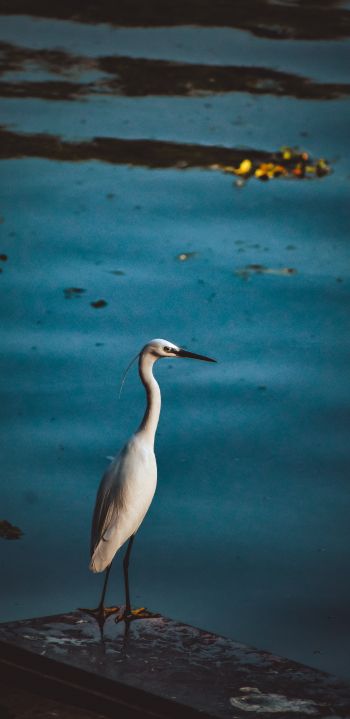 egret, lake Wallpaper 1440x2960