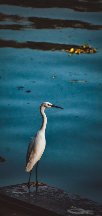 egret, lake Wallpaper 1080x2280