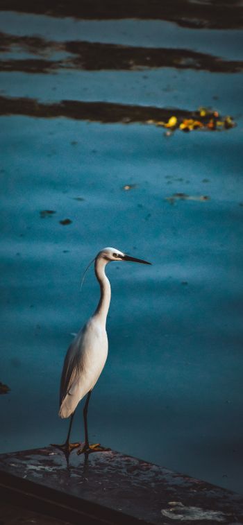 egret, lake Wallpaper 1284x2778