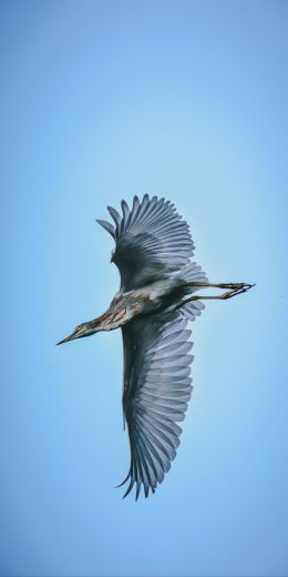 black heron, flight Wallpaper 720x1440